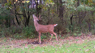 Wildlife Research Center Launches Trail Cam Photo Contest