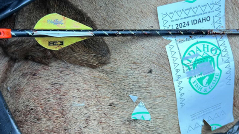 For Elk, This Bowhunter Takes First Good Shot Offered