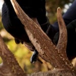 Antlers Vs. Horns: What's The Difference?