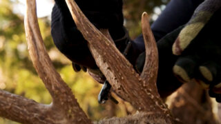 Antlers Vs. Horns: What's The Difference?