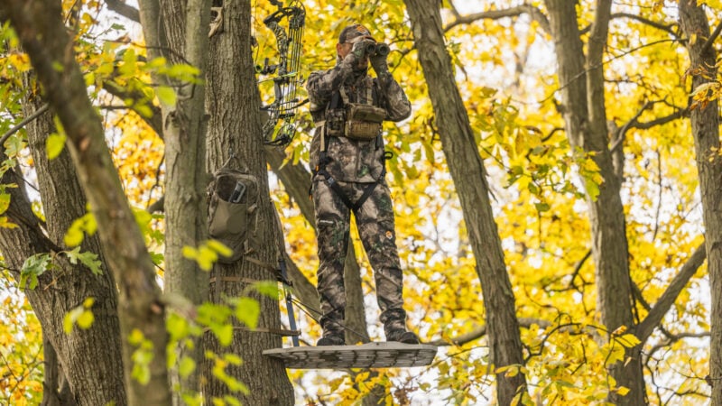 What Makes A Deer Killing Tree?