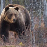 Bowhunter Attacked By Grizzly Bear While Elk Hunting