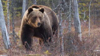 Bowhunter Attacked By Grizzly Bear While Elk Hunting