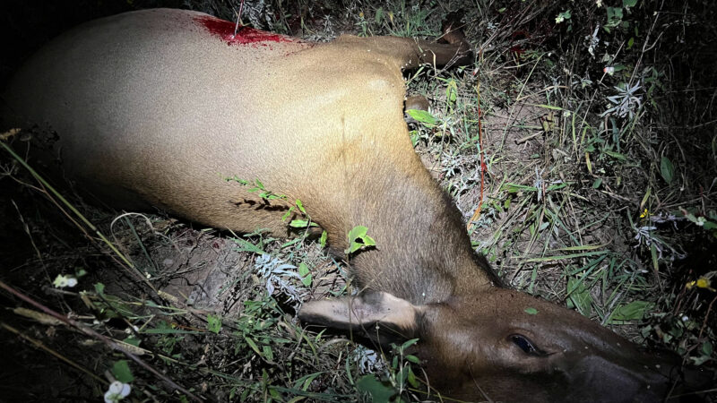 For Elk, This Bowhunter Takes First Good Shot Offered