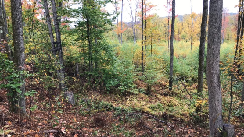 Public Vs. Private Land Hunting: Pros & Cons