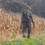 Bowhunter stalking along a standing corn field