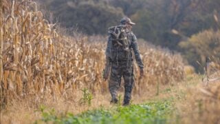 Bowhunter stalking along a standing corn field