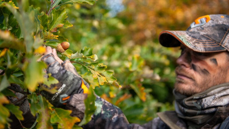 What Makes A Deer Killing Tree?