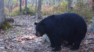 New Jersey Bowhunter Kills 770 Pound State Record Black Bear