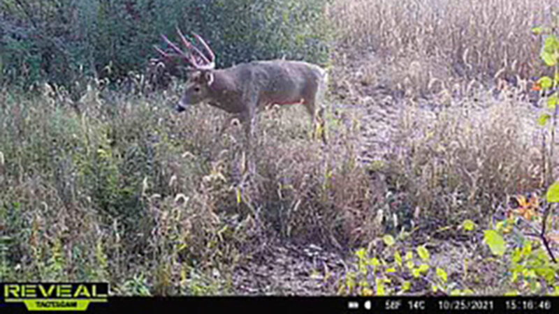 Wife Arrows Big Wisconsin Buck After Couple’s 6 Year Hunt