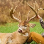 Big Buck Roundup Week 10