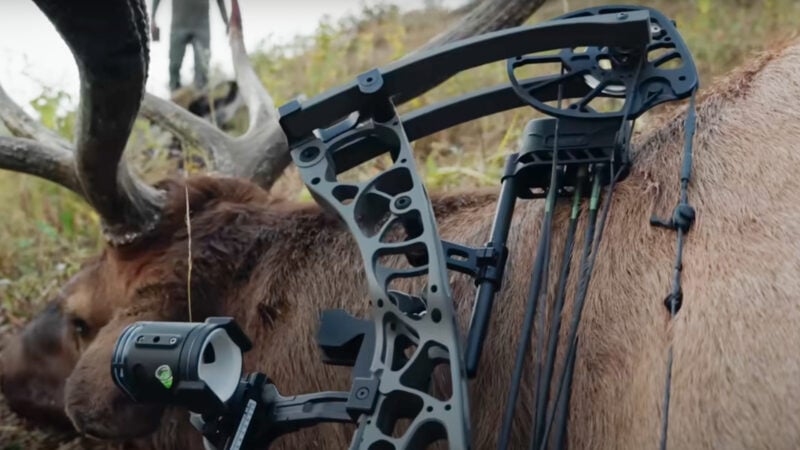 Hoyt AX-2 bow laying on dead bull elk