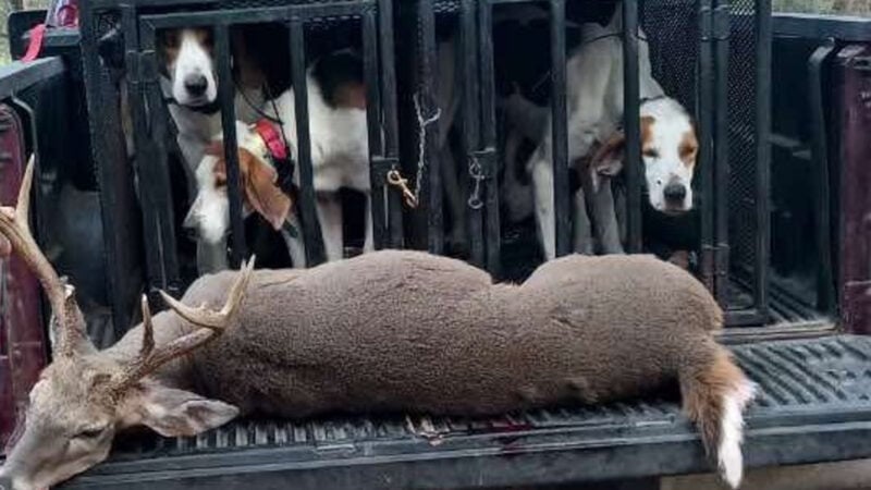 deer hounds with dead deer