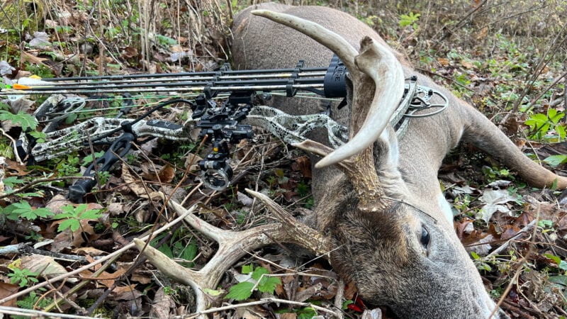 dead buck on the ground with bow