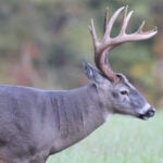 whitetail buck side profile