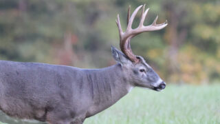 whitetail buck side profile