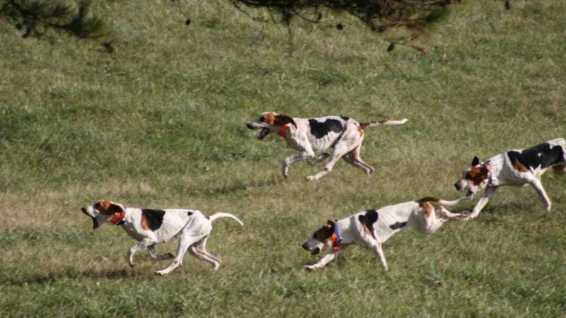 deer hunting hounds on the chase