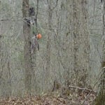 hunter passed out hanging from a treestand harness