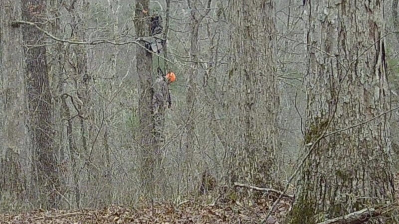 hunter passed out hanging from a treestand harness