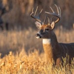 Buck Photo from Georgia DNR