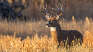 Buck Photo from Georgia DNR